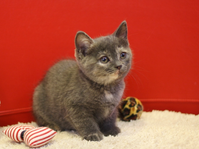 スコティッシュフォールドの子猫画像