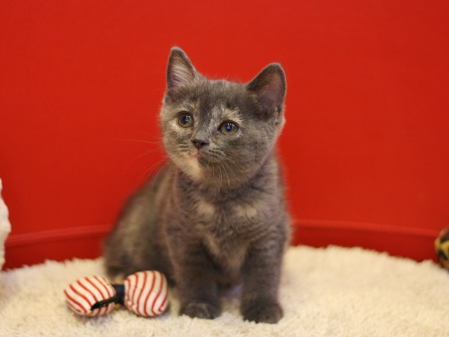 スコティッシュフォールドの子猫画像