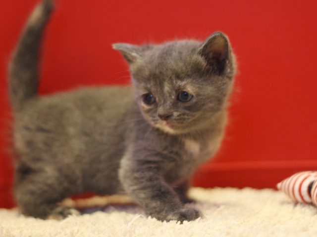 スコティッシュフォールドの子猫画像