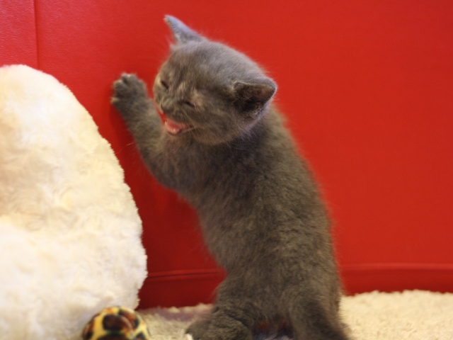 スコティッシュフォールドの子猫画像