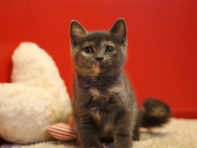 スコティッシュフォールドの子猫画像