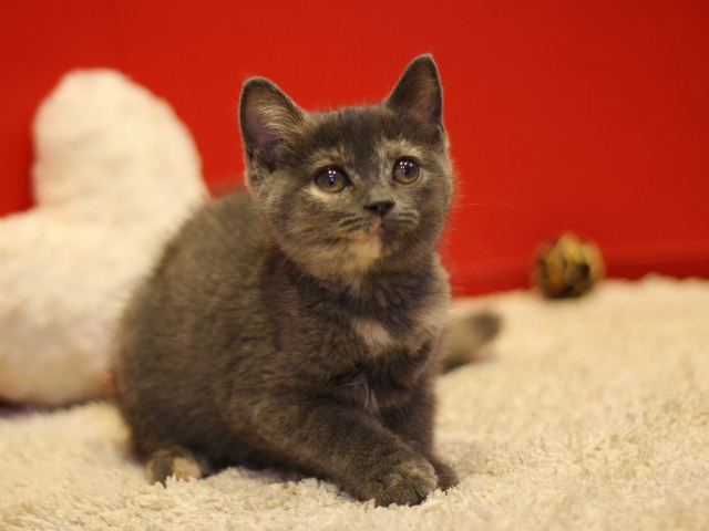 スコティッシュフォールドの子猫画像