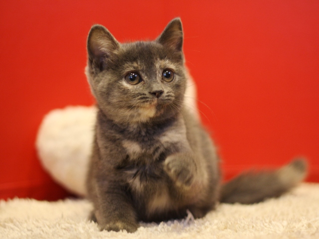 スコティッシュフォールドの子猫画像