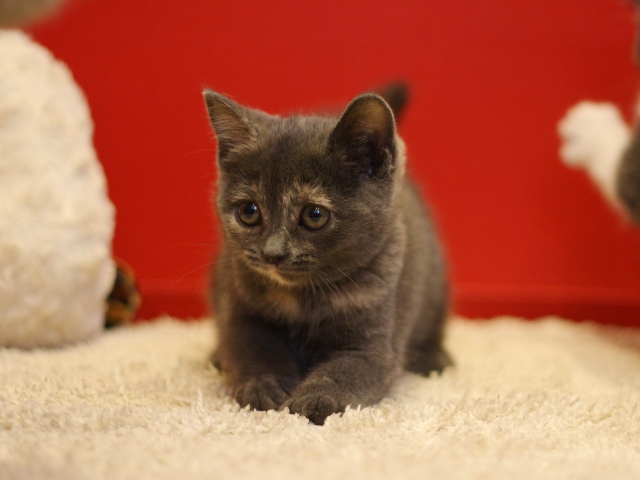 スコティッシュフォールドの子猫画像