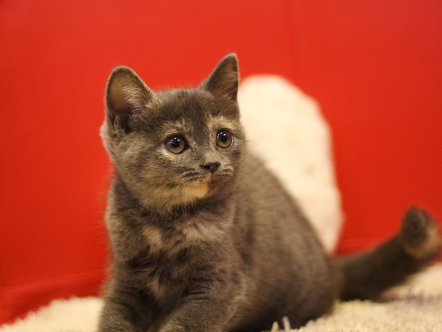 スコティッシュフォールドの子猫画像