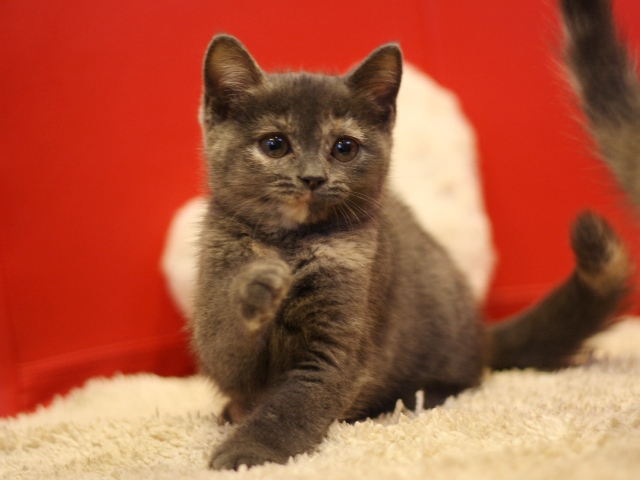 スコティッシュフォールドの子猫画像