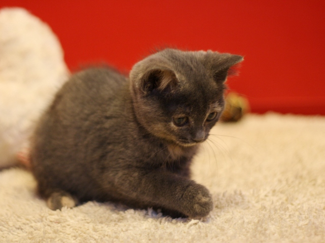 スコティッシュフォールドの子猫画像