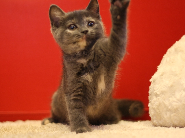 スコティッシュフォールドの子猫画像