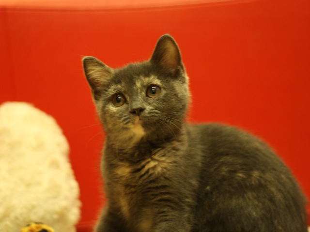 スコティッシュフォールドの子猫画像