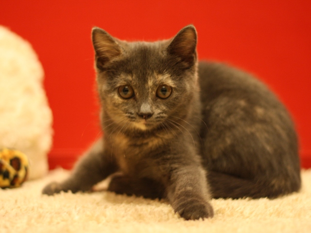 スコティッシュフォールドの子猫画像