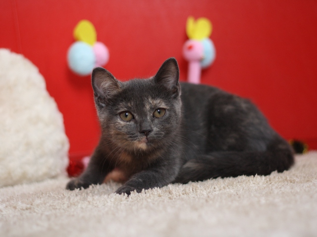 スコティッシュフォールドの子猫画像