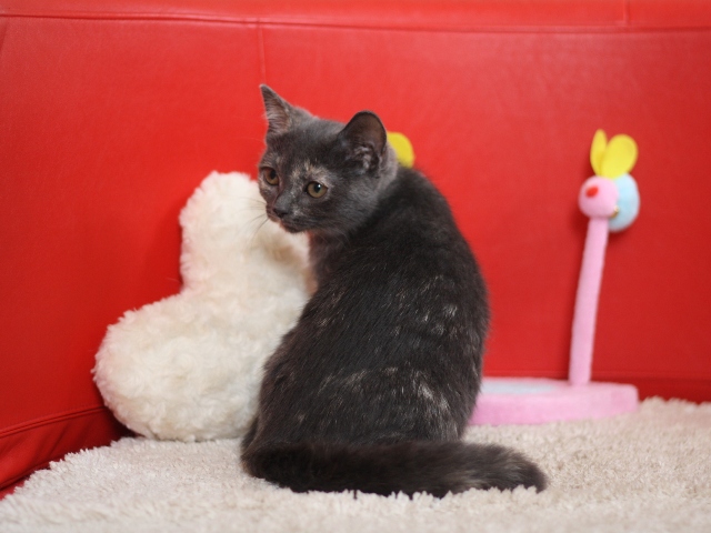 スコティッシュフォールドの子猫画像