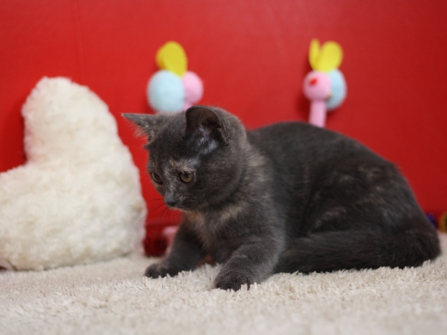スコティッシュフォールドの子猫画像