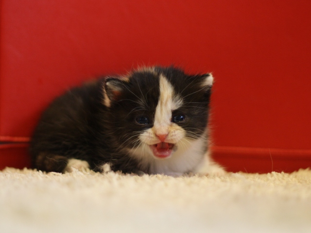 スコティッシュフォールドの子猫画像