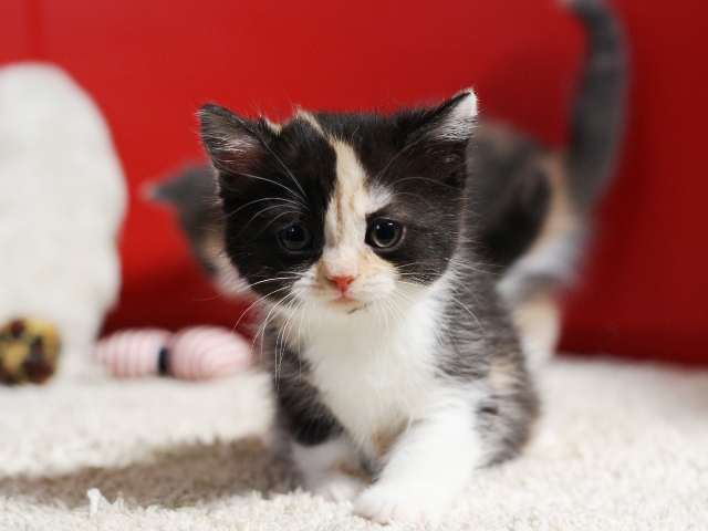 スコティッシュフォールドの子猫画像