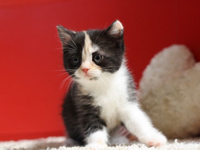 スコティッシュフォールドの子猫画像