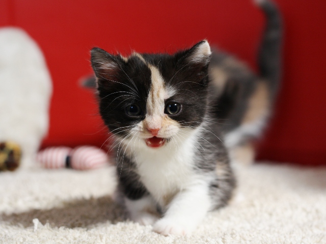 スコティッシュフォールドの子猫画像