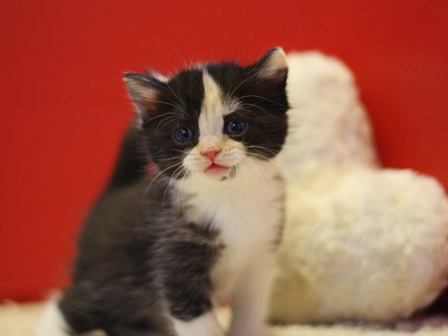 スコティッシュフォールドの子猫画像