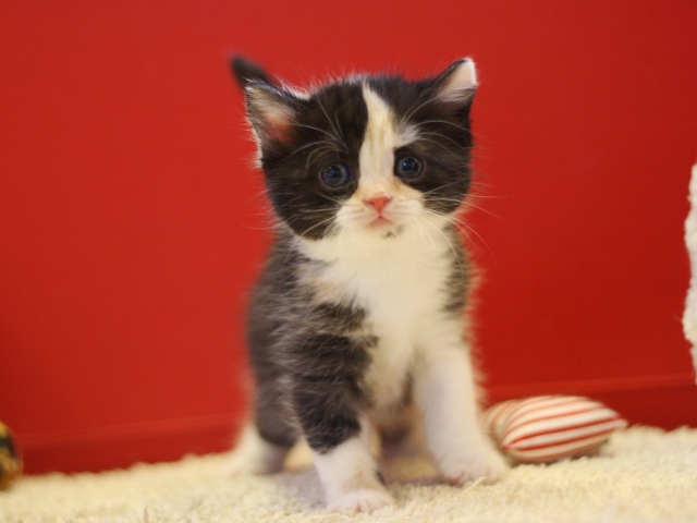 スコティッシュフォールドの子猫画像