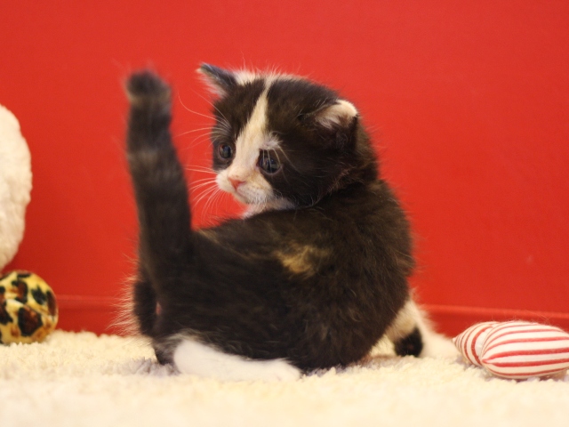 スコティッシュフォールドの子猫画像