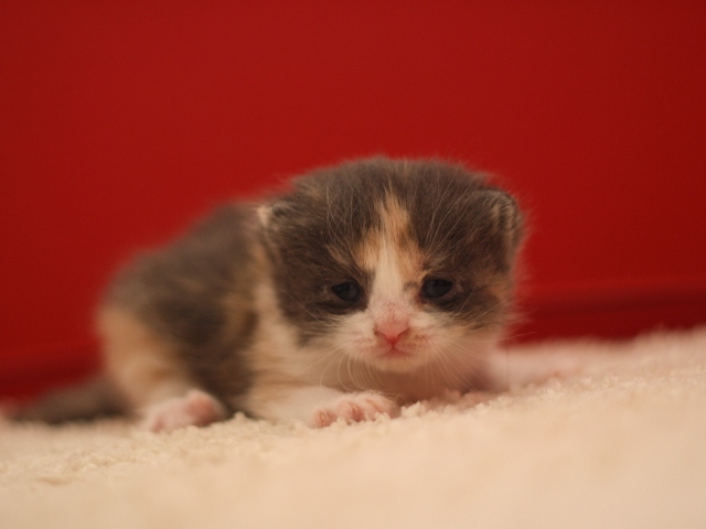 スコティッシュフォールドの子猫画像