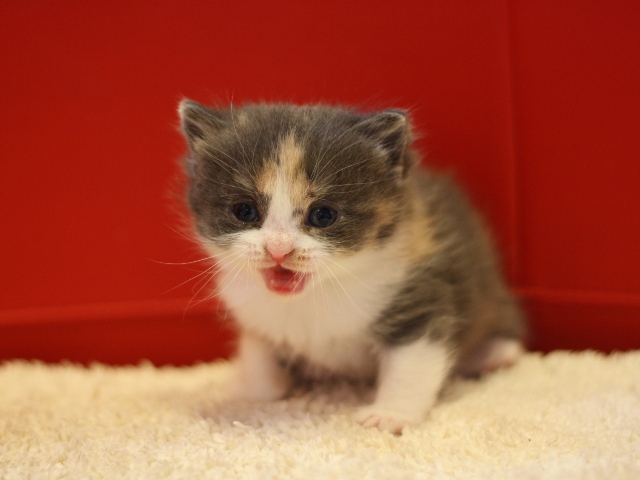 スコティッシュフォールドの子猫画像