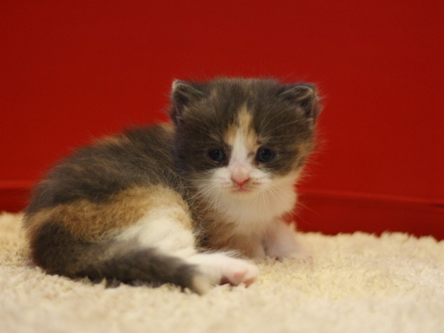 スコティッシュフォールドの子猫画像