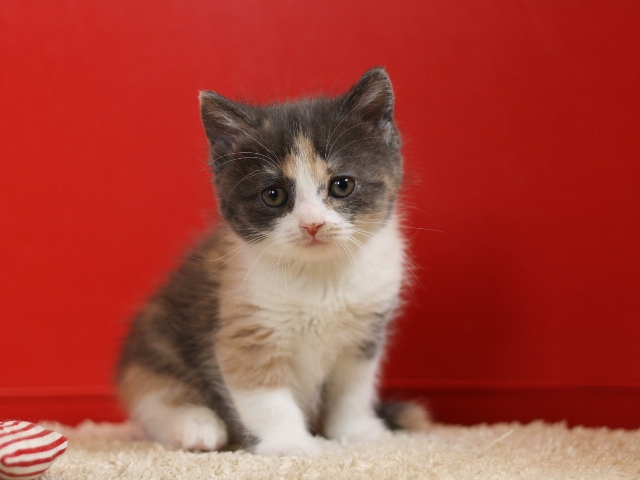 スコティッシュフォールドの子猫画像