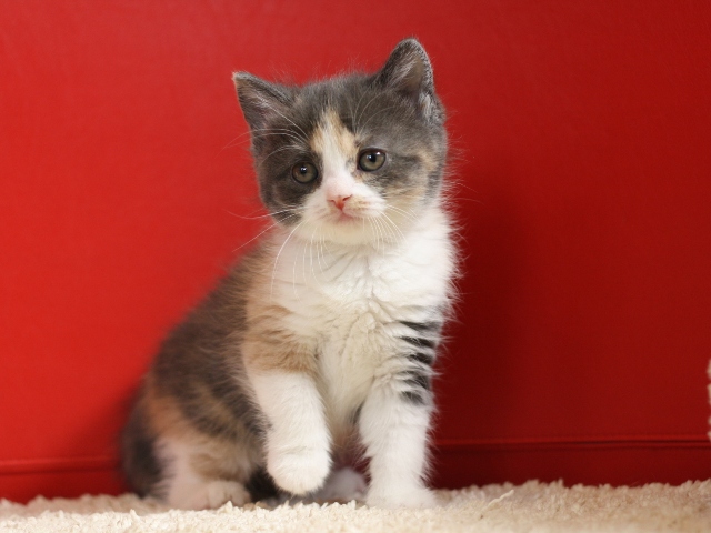 スコティッシュフォールドの子猫画像