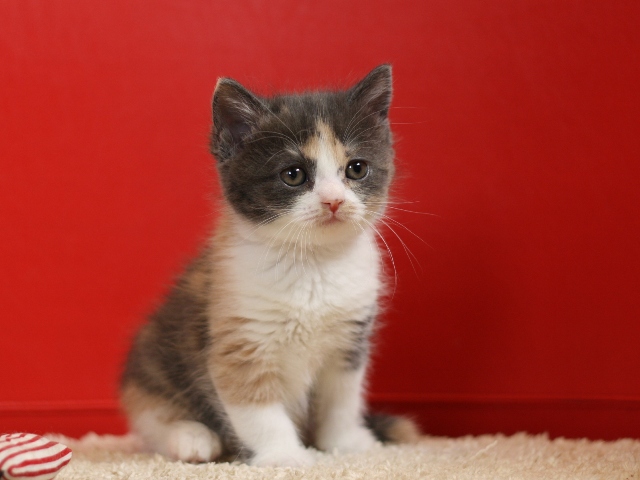 スコティッシュフォールドの子猫画像