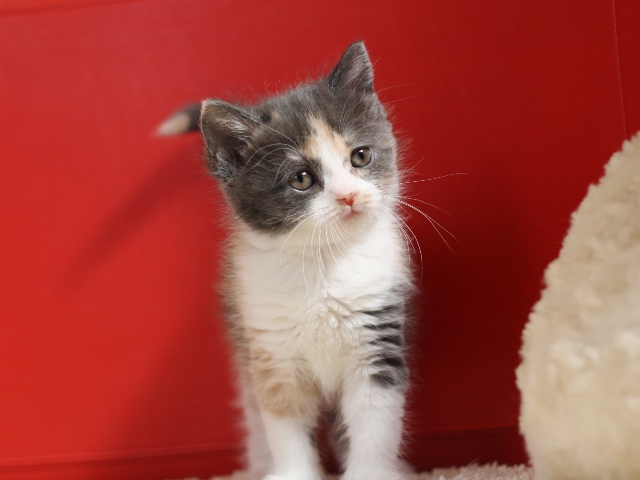 スコティッシュフォールドの子猫画像
