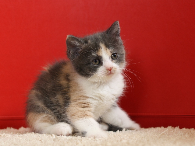 スコティッシュフォールドの子猫画像