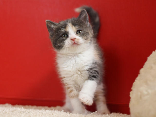 スコティッシュフォールドの子猫画像