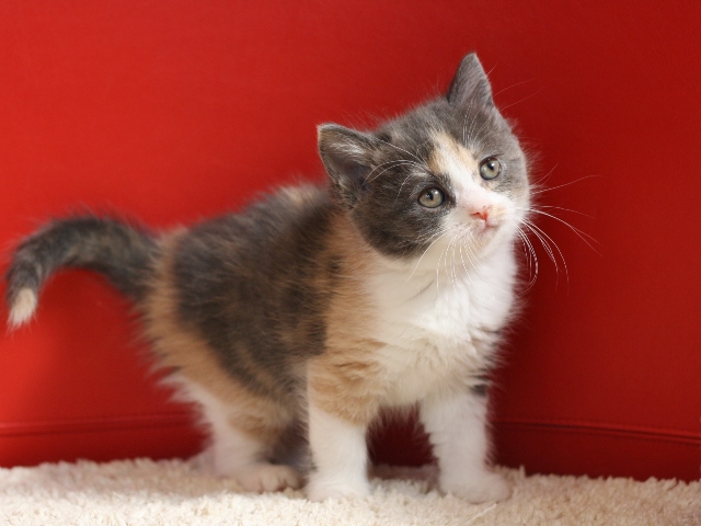 スコティッシュフォールドの子猫画像