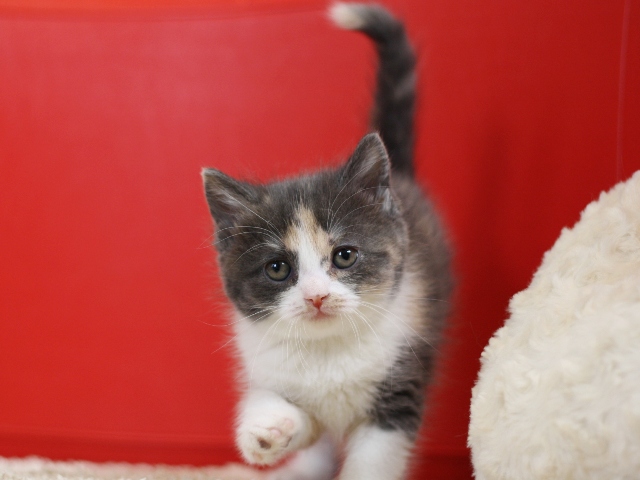スコティッシュフォールドの子猫画像