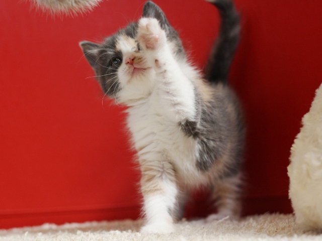 スコティッシュフォールドの子猫画像