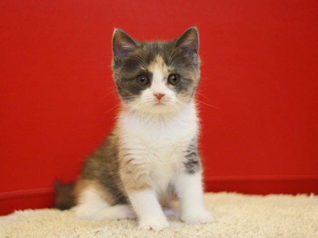 スコティッシュフォールドの子猫画像