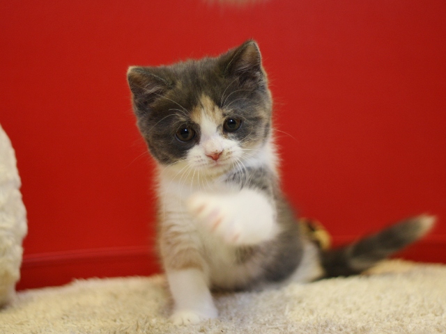スコティッシュフォールドの子猫画像