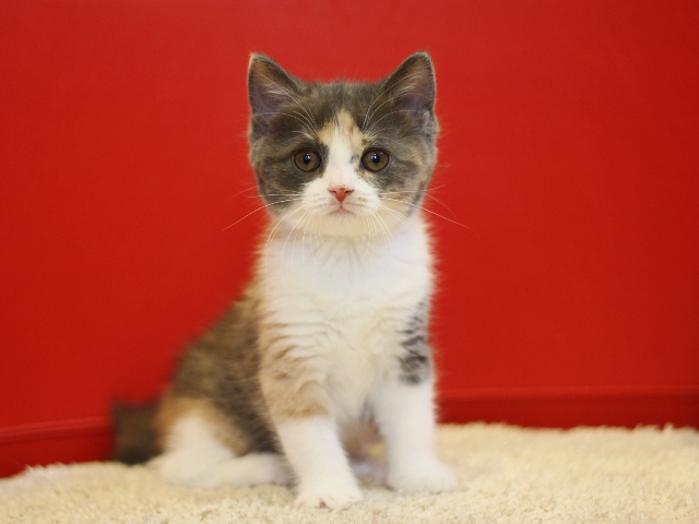 スコティッシュフォールドの子猫画像