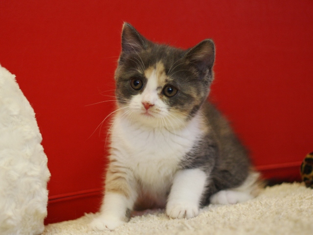 スコティッシュフォールドの子猫画像