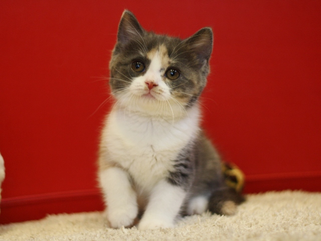 スコティッシュフォールドの子猫画像