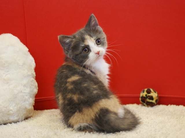 スコティッシュフォールドの子猫画像