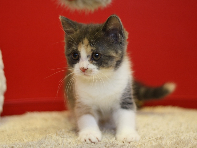 スコティッシュフォールドの子猫画像