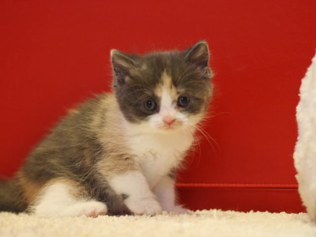 スコティッシュフォールドの子猫画像