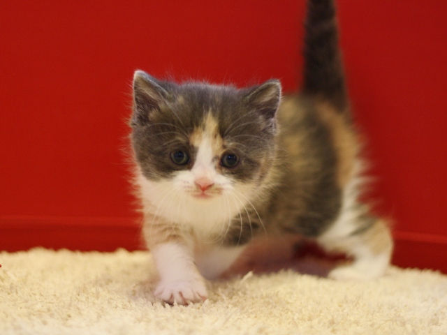 スコティッシュフォールドの子猫画像