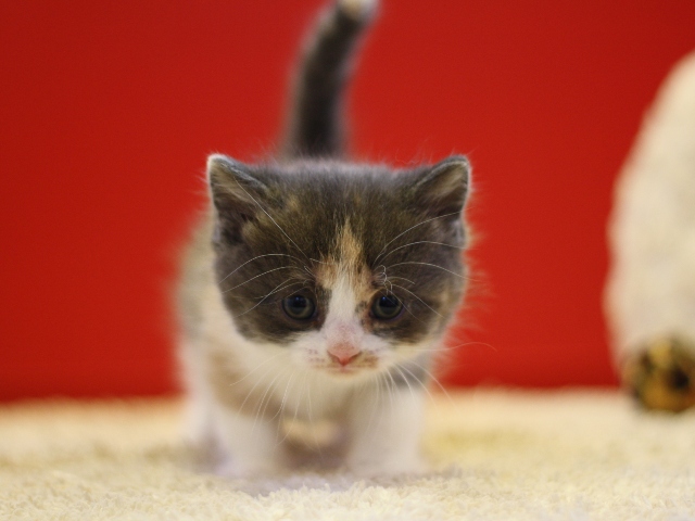 スコティッシュフォールドの子猫画像