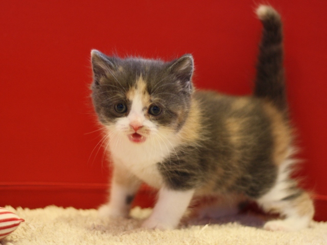 スコティッシュフォールドの子猫画像