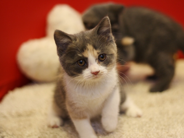 スコティッシュフォールドの子猫画像