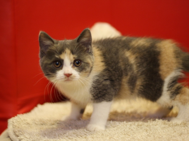 スコティッシュフォールドの子猫画像