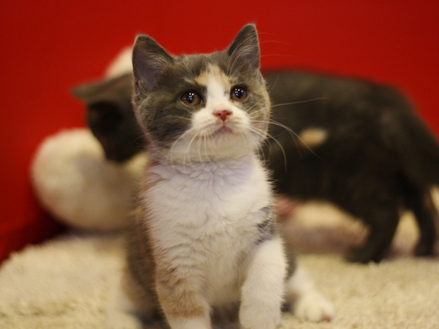 スコティッシュフォールドの子猫画像